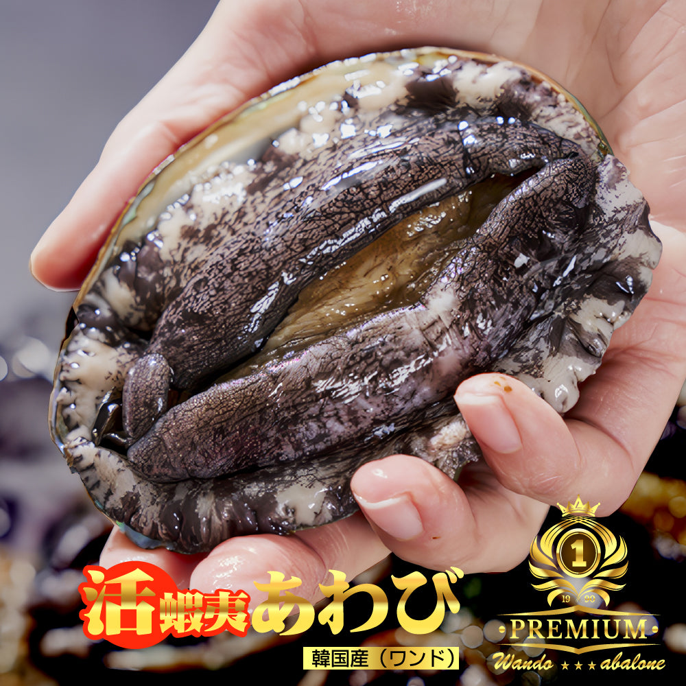 活あわび(70~80gサイズ) 20個 【冷蔵】 アワビ 鮑 バーベキュー 刺身